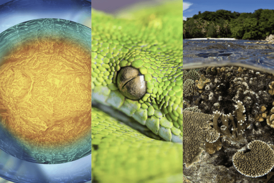 A split image showing a cell, a green snake eye, and an ocean scene with coral and trees above water.