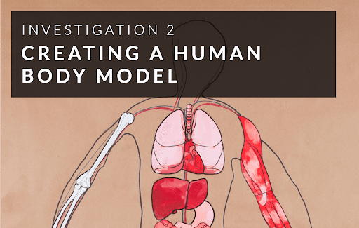 Title Investigation 2: Creating a Human Body Model over a diagram of human internal organs and muscles.