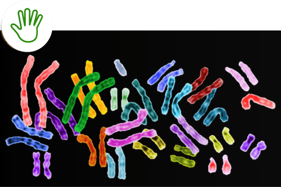 Proteins, Genes, and Chromosomes — Investigations