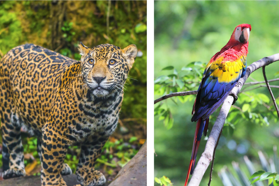 A jaguar stands on the left, and a colorful scarlet macaw perches on a branch to the right.
