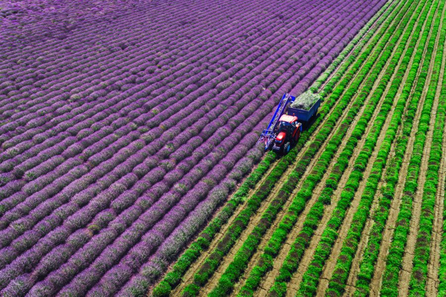 A tractor drives through rows of purple lavender and green grass in a neatly organized field, viewed from above.