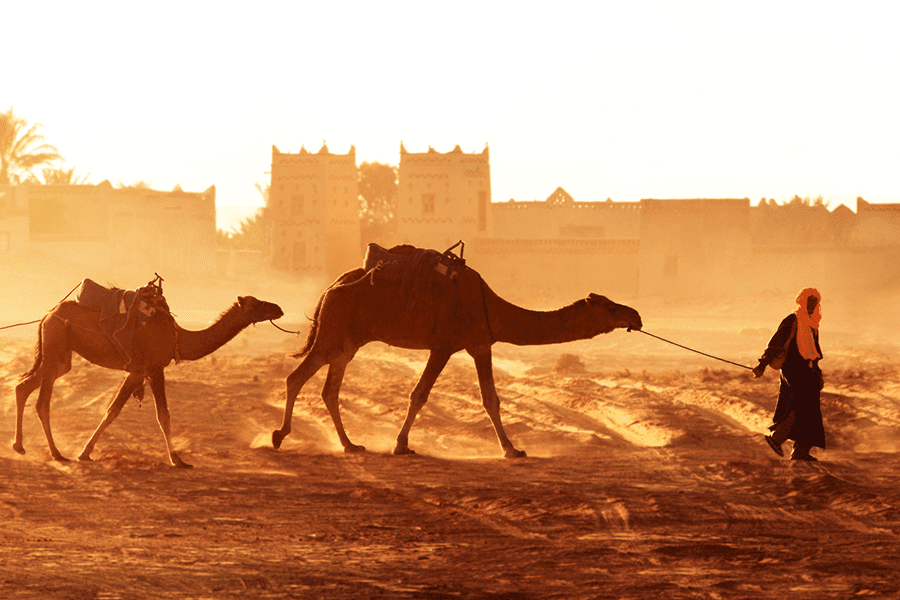 Person leading two camels through a sandy area at sunset with buildings in the background.