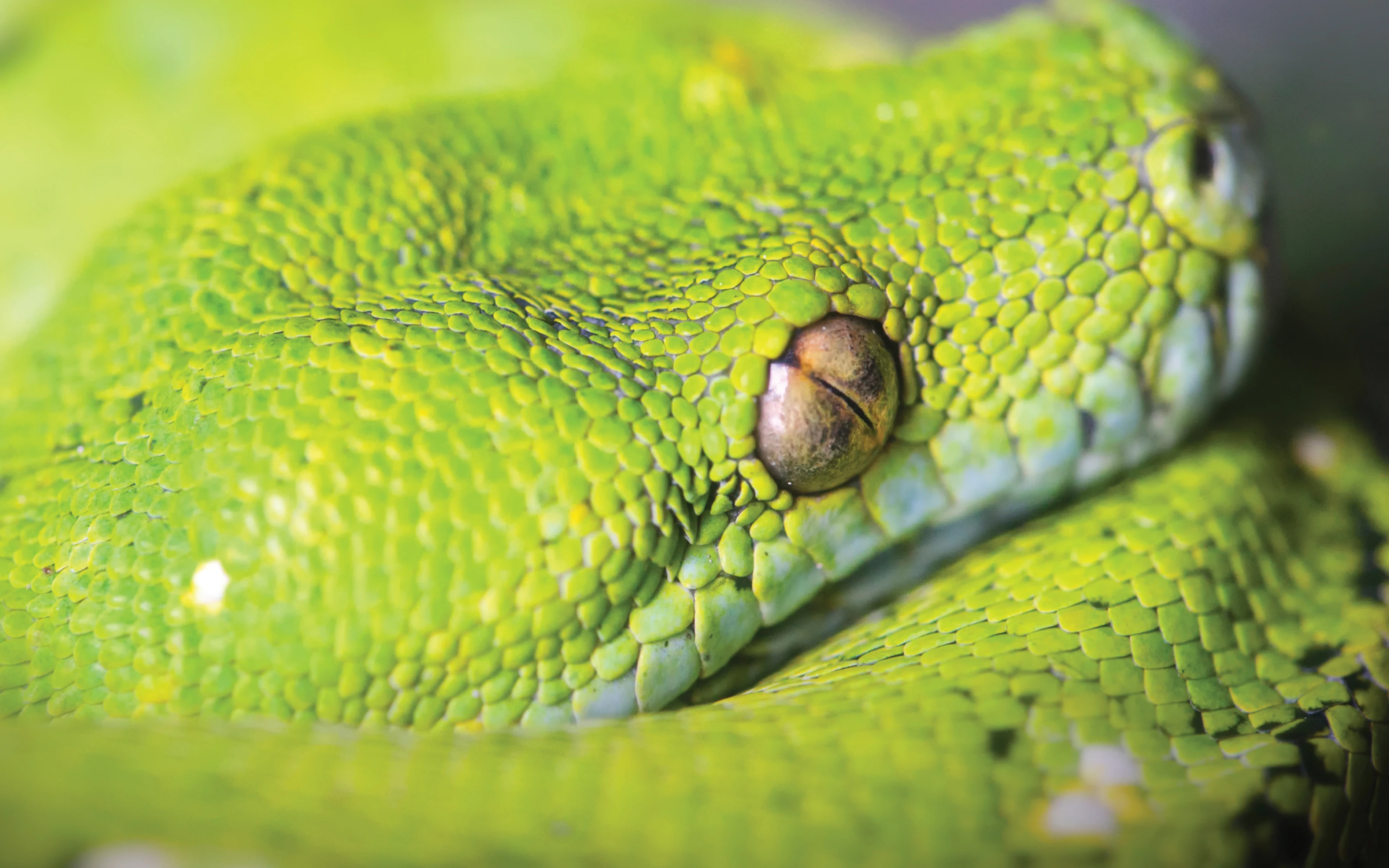 Bring Science Alive! Adaptations