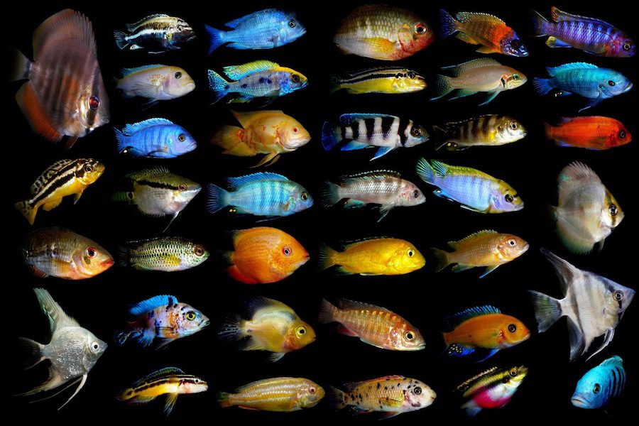 Thirty-six colorful tropical fish of various shapes and sizes are arranged in rows on a black background.
