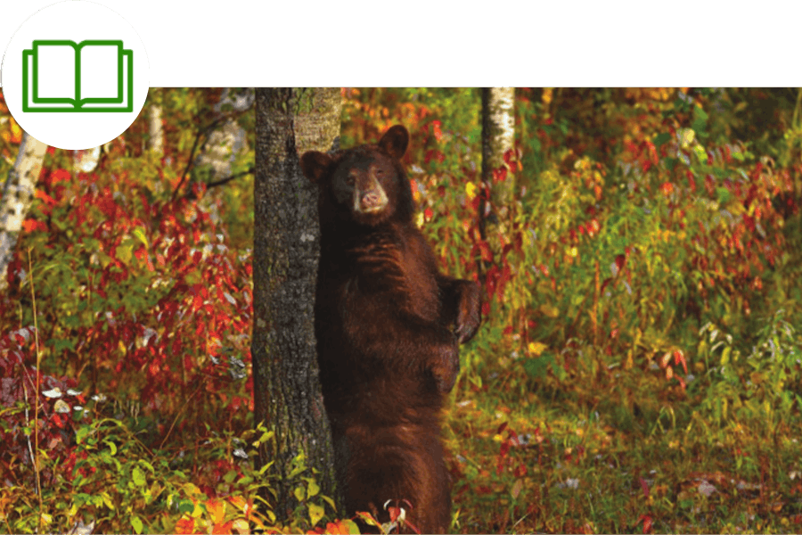 Why Do Some Members of a Species Survive and Not Others? — Super Simple Science