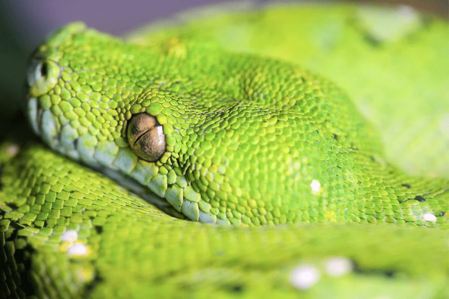 Adaptations