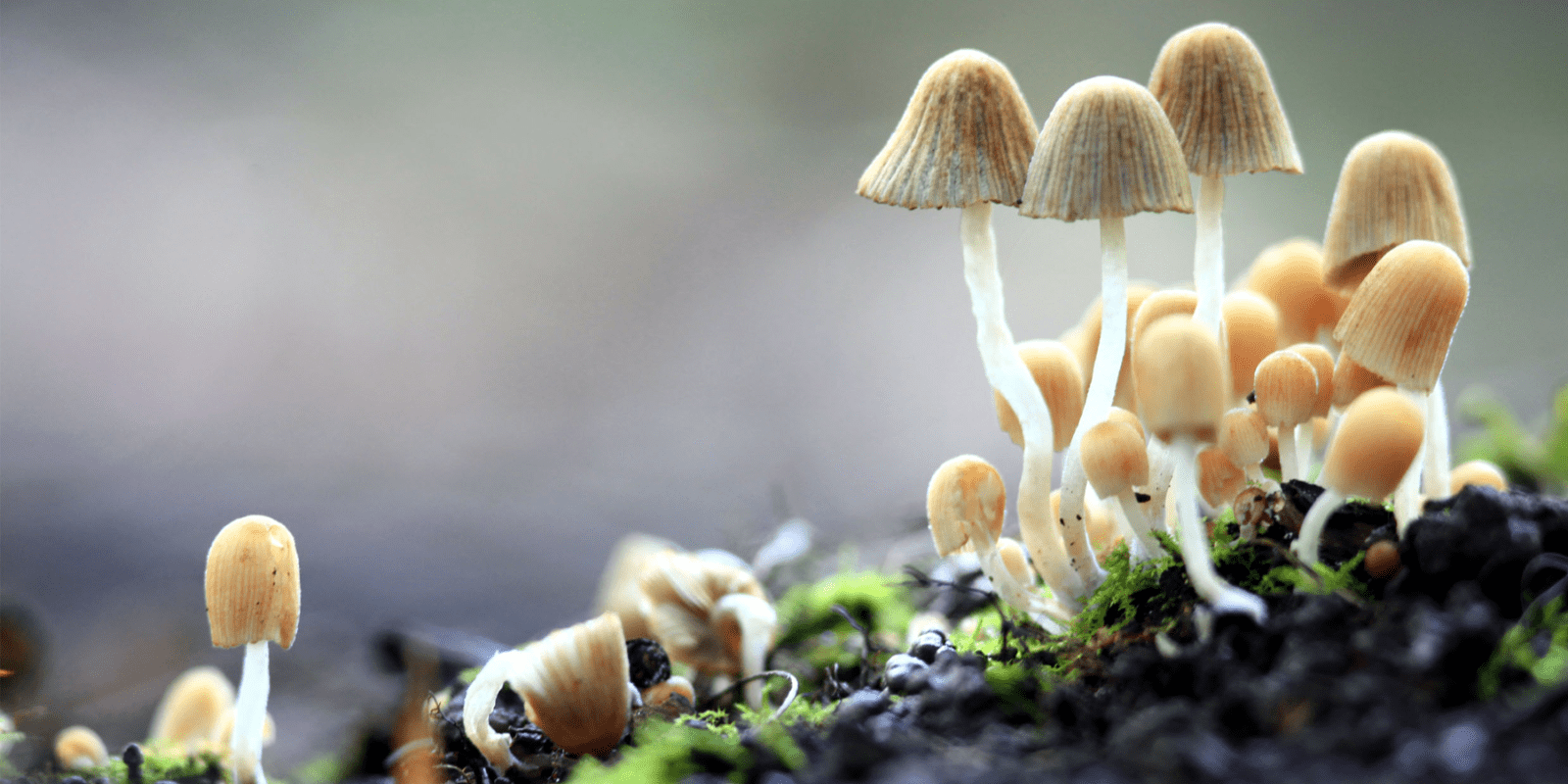 Mushrooms